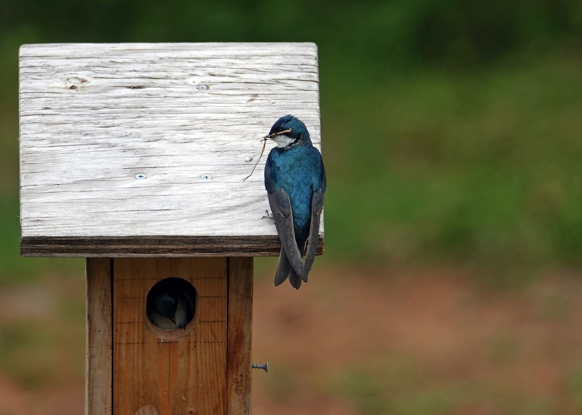 Tree Swallow - ML634100116