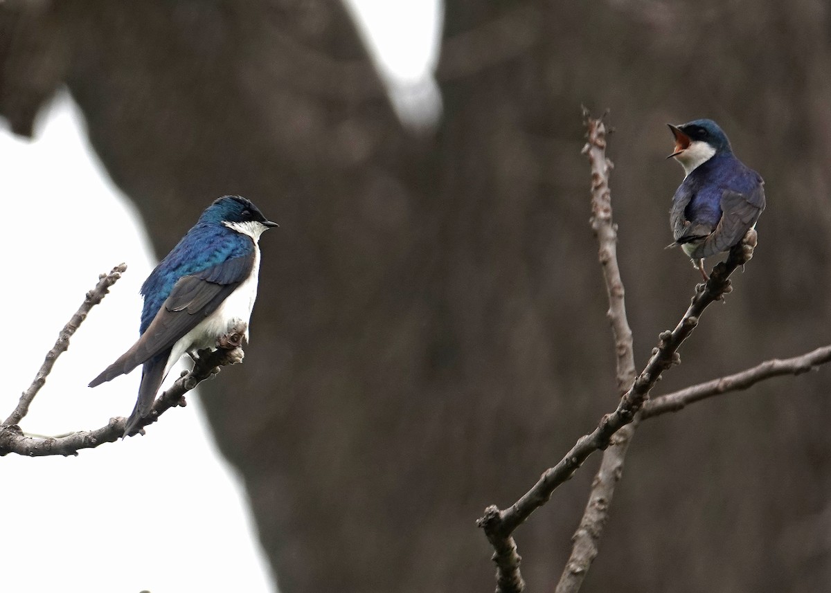 Tree Swallow - ML634100118