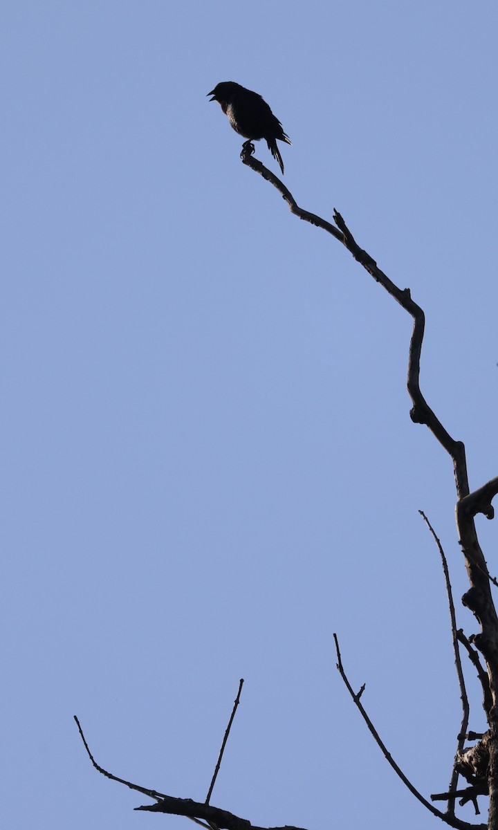 Red-winged Blackbird - ML634100145