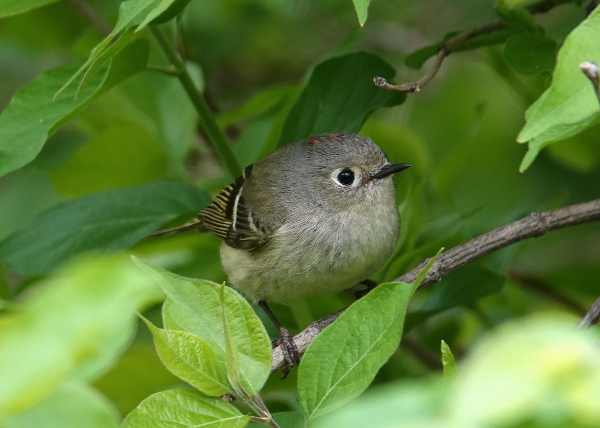 Ruby-crowned Kinglet - ML634100148