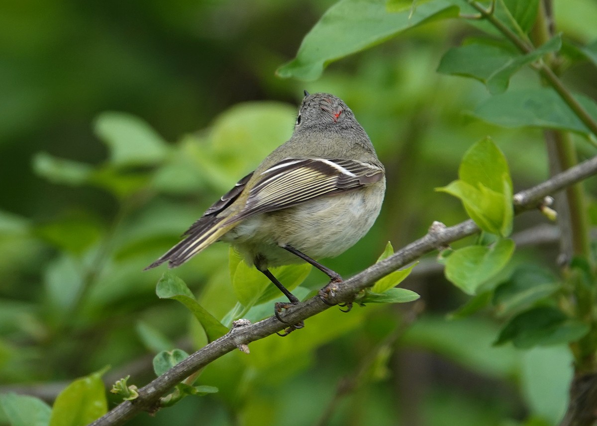 Ruby-crowned Kinglet - ML634100150
