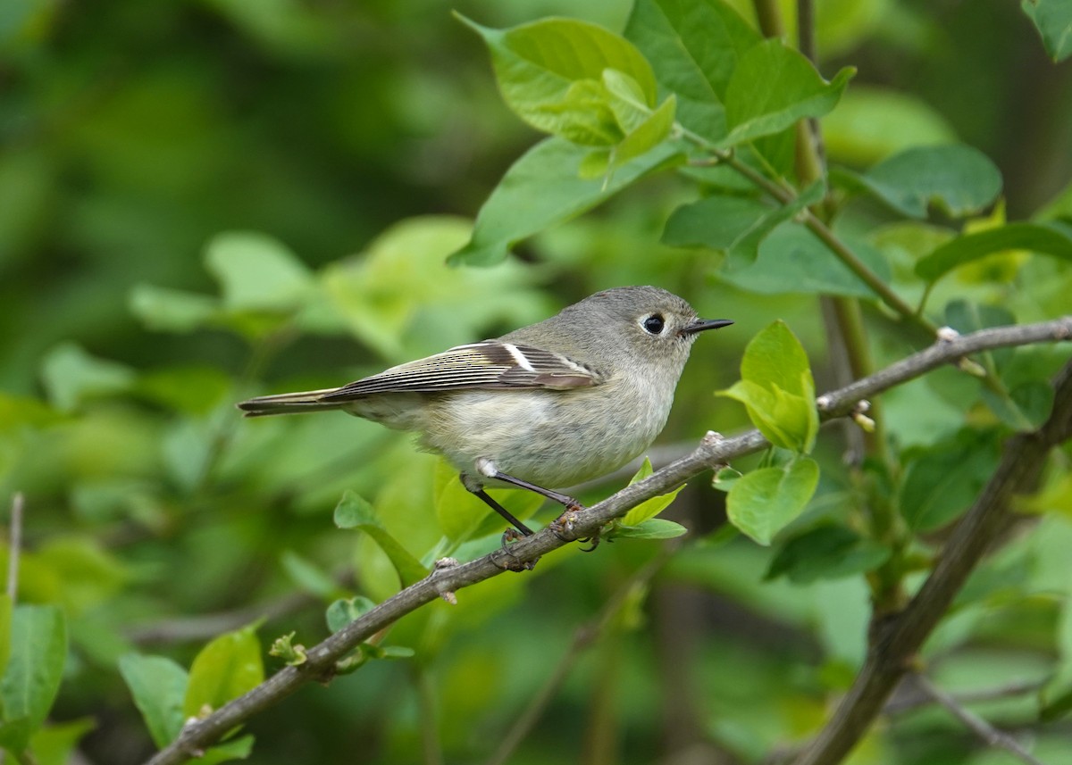 Ruby-crowned Kinglet - ML634100151