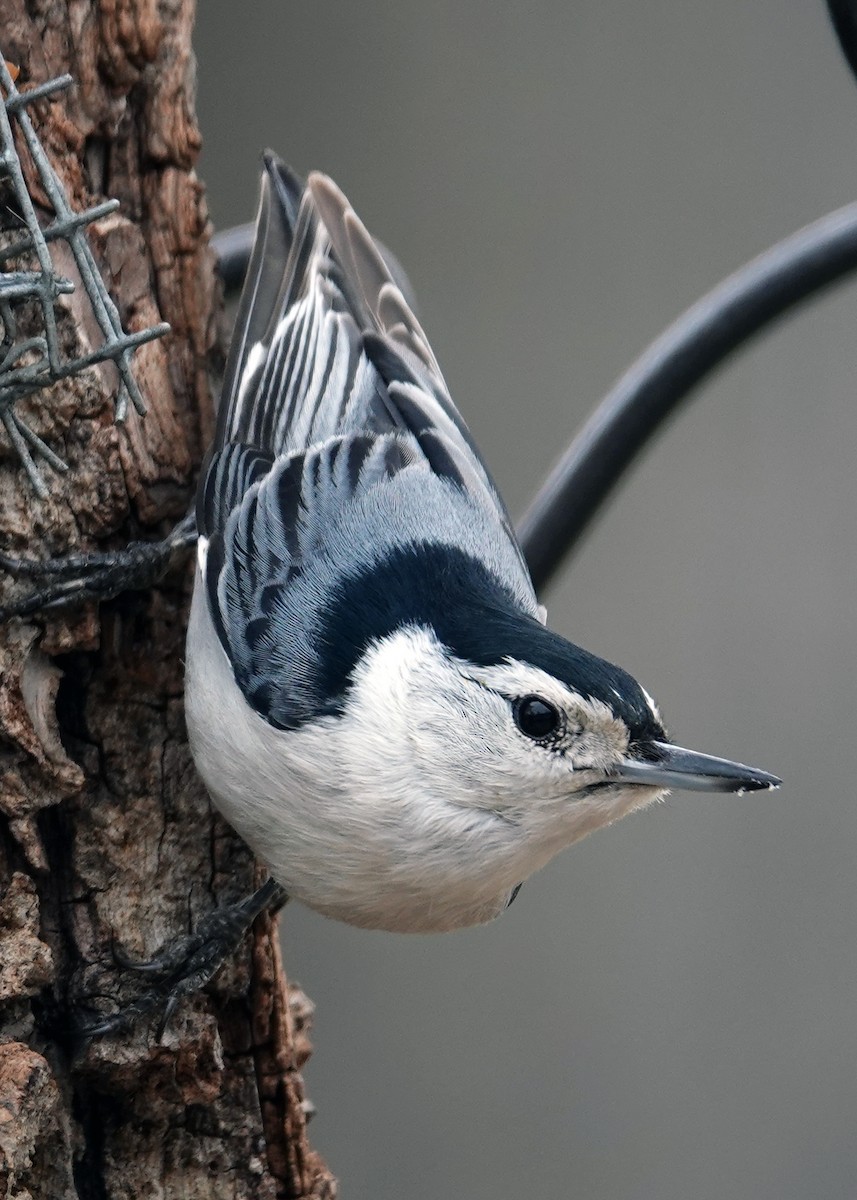 White-breasted Nuthatch - ML634100160
