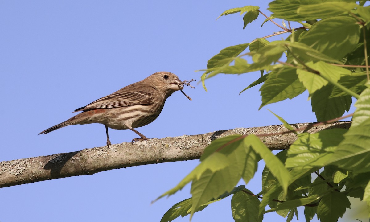 House Finch - ML634100169