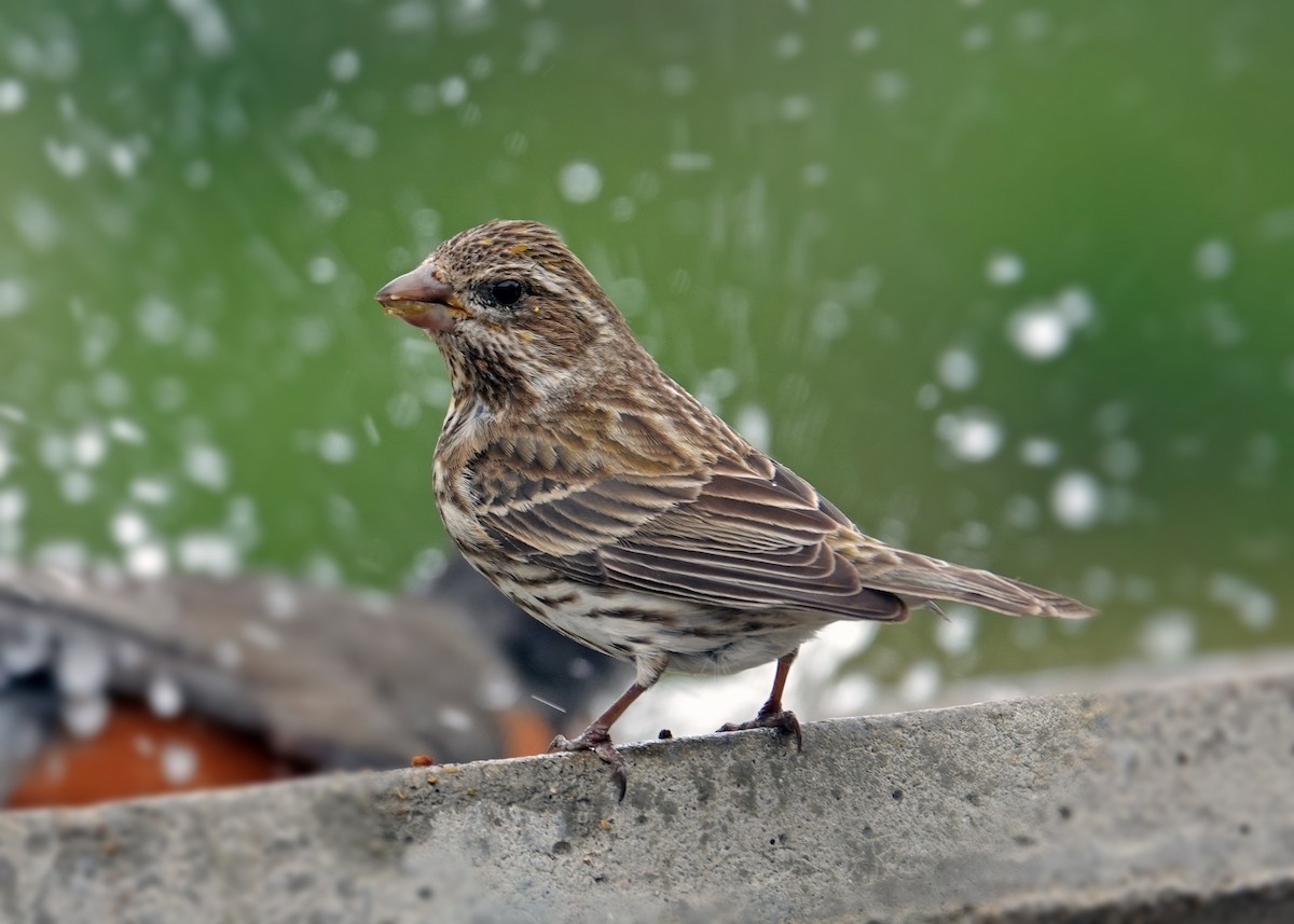 Purple Finch - ML634100179