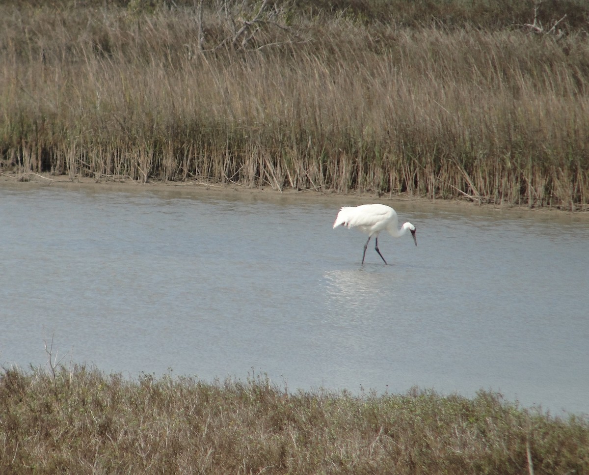 Whooping Crane - ML634100190