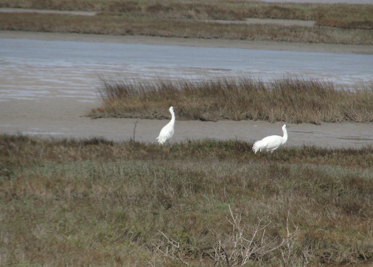 Whooping Crane - ML634100195