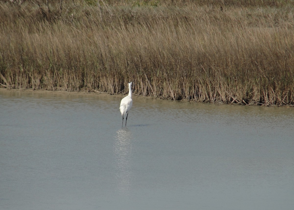 Whooping Crane - ML634100196