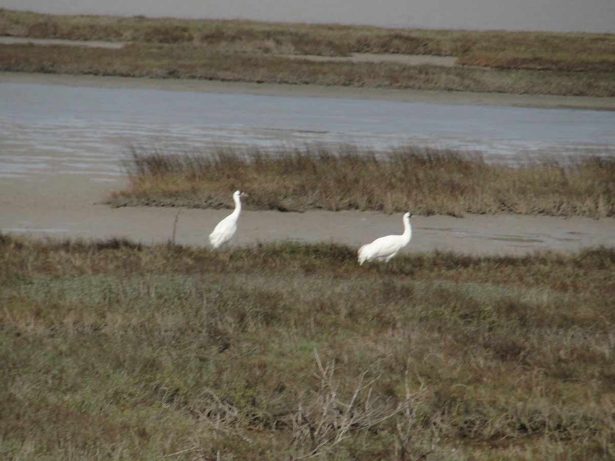 Whooping Crane - ML634100198