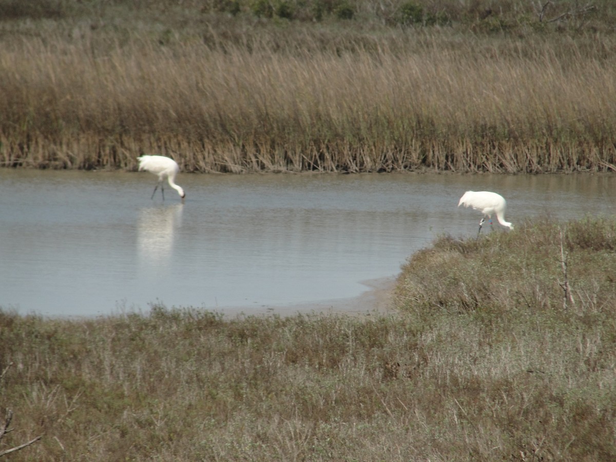 Whooping Crane - ML634100200