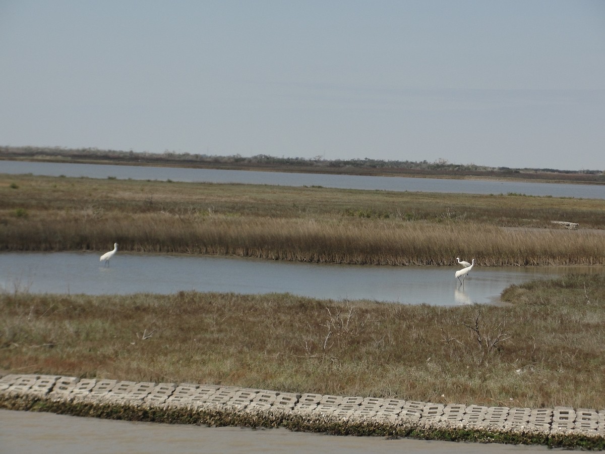 Whooping Crane - ML634100201