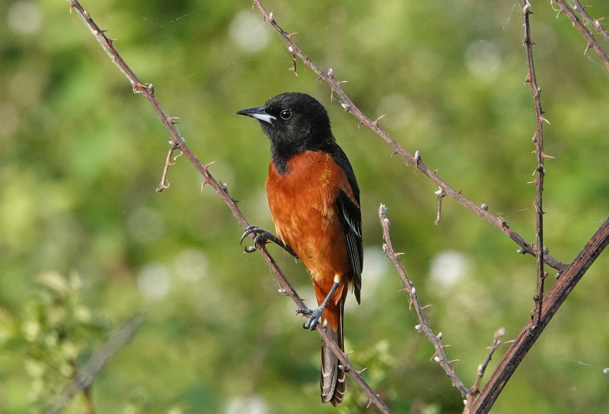 Orchard Oriole - ML634100329
