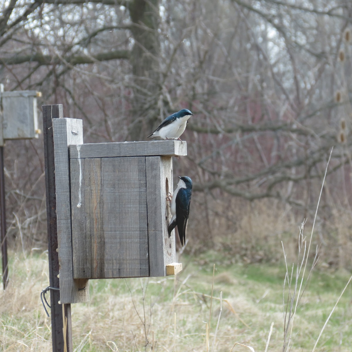 Tree Swallow - ML634100393