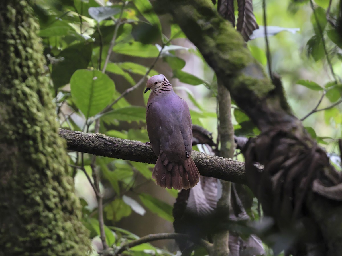 Lined Quail-Dove (linearis) - ML634100458
