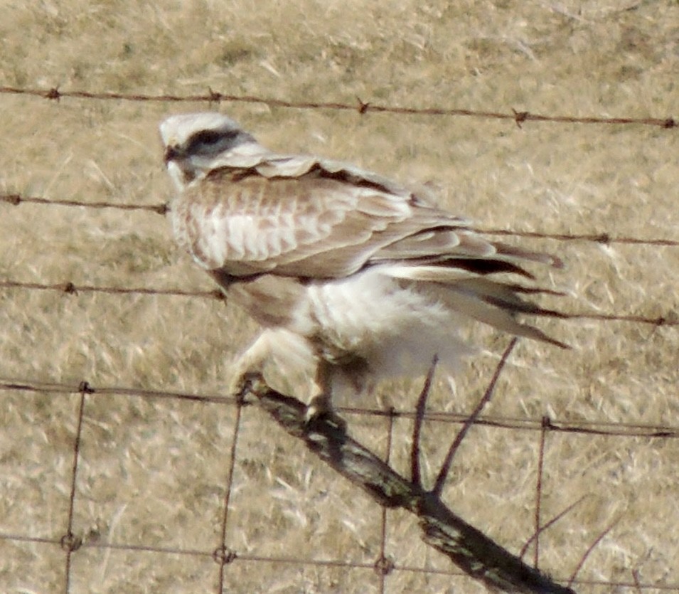 káně rousná - ML634100465