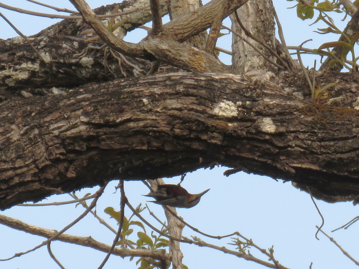 Burmese Nuthatch - ML634100484