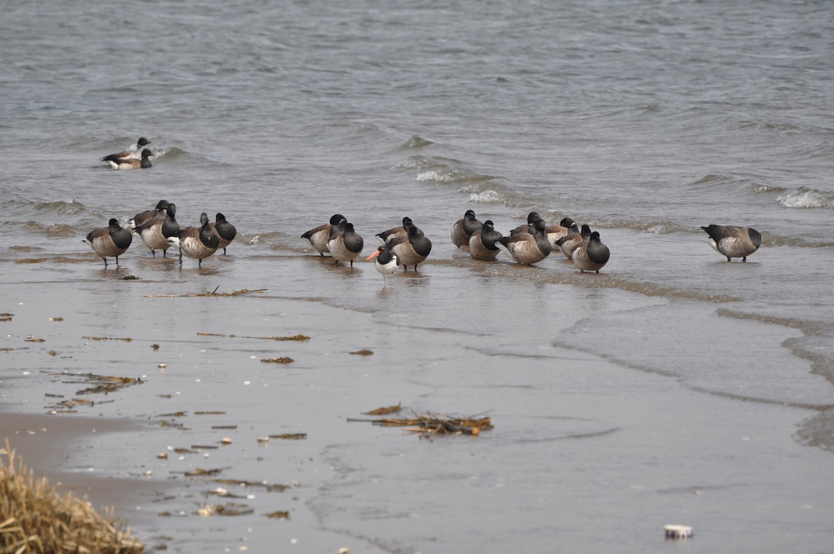 American Oystercatcher - ML634100575
