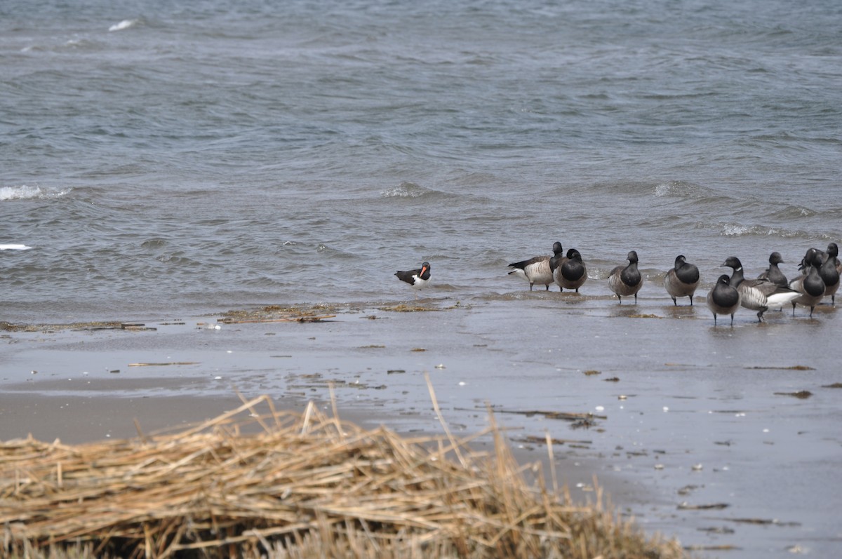 American Oystercatcher - ML634100577