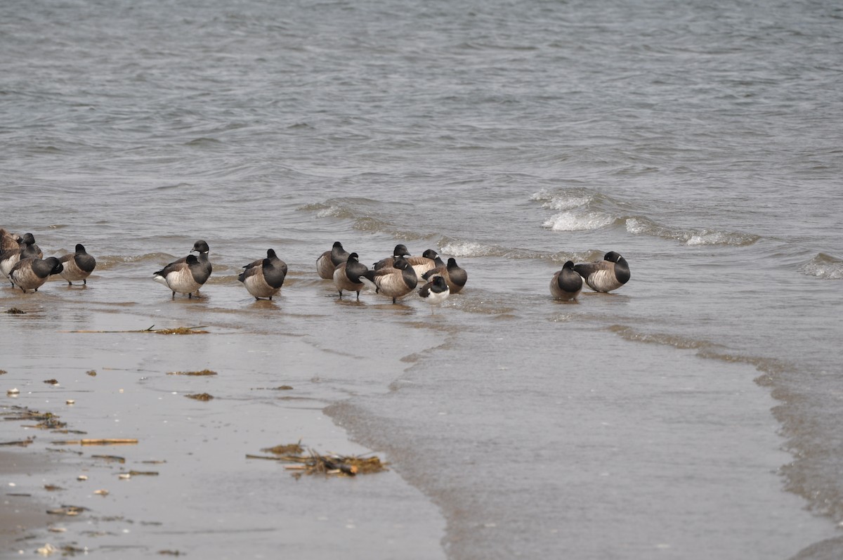 American Oystercatcher - ML634100582