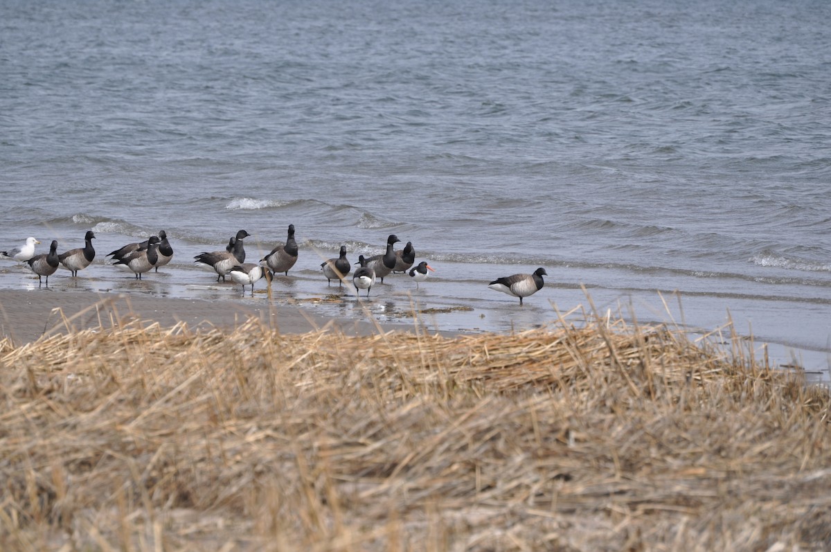 American Oystercatcher - ML634100585