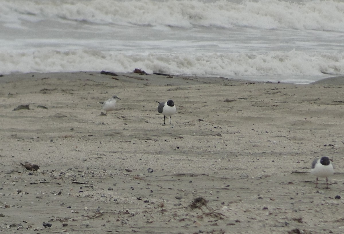 Little Gull - ML634100654