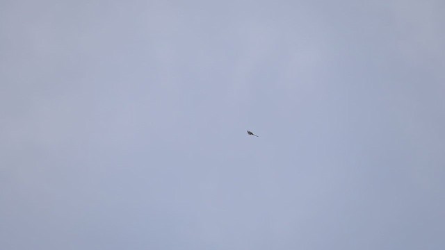 Swallow-tailed Kite - ML634101040
