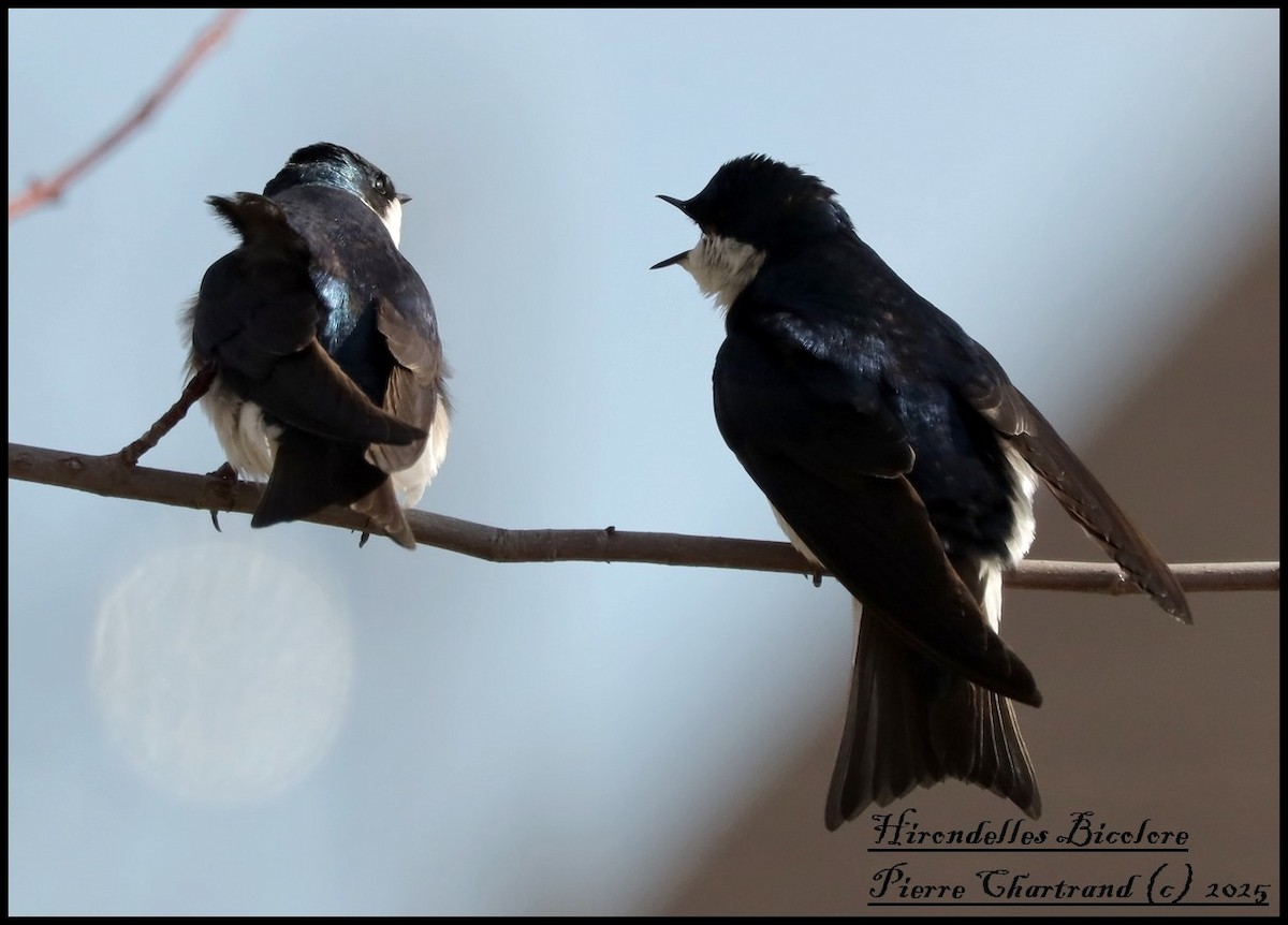 Tree Swallow - ML634101216