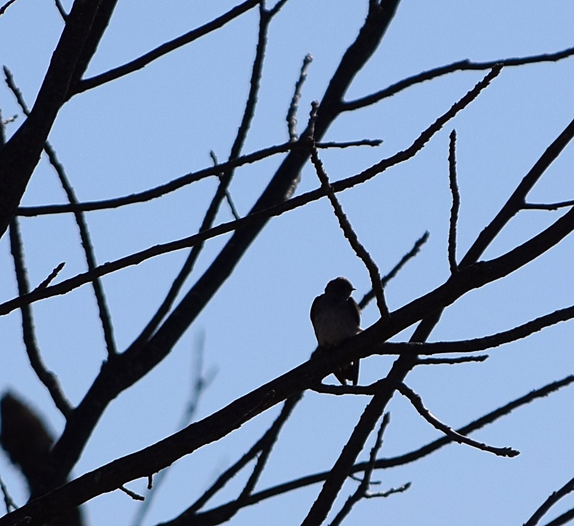 Tree Swallow - ML634101242