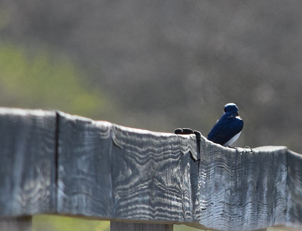 Tree Swallow - ML634101245