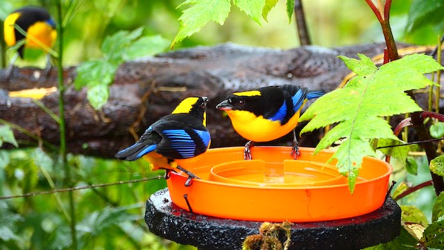 Blue-winged Mountain Tanager - ML634101283