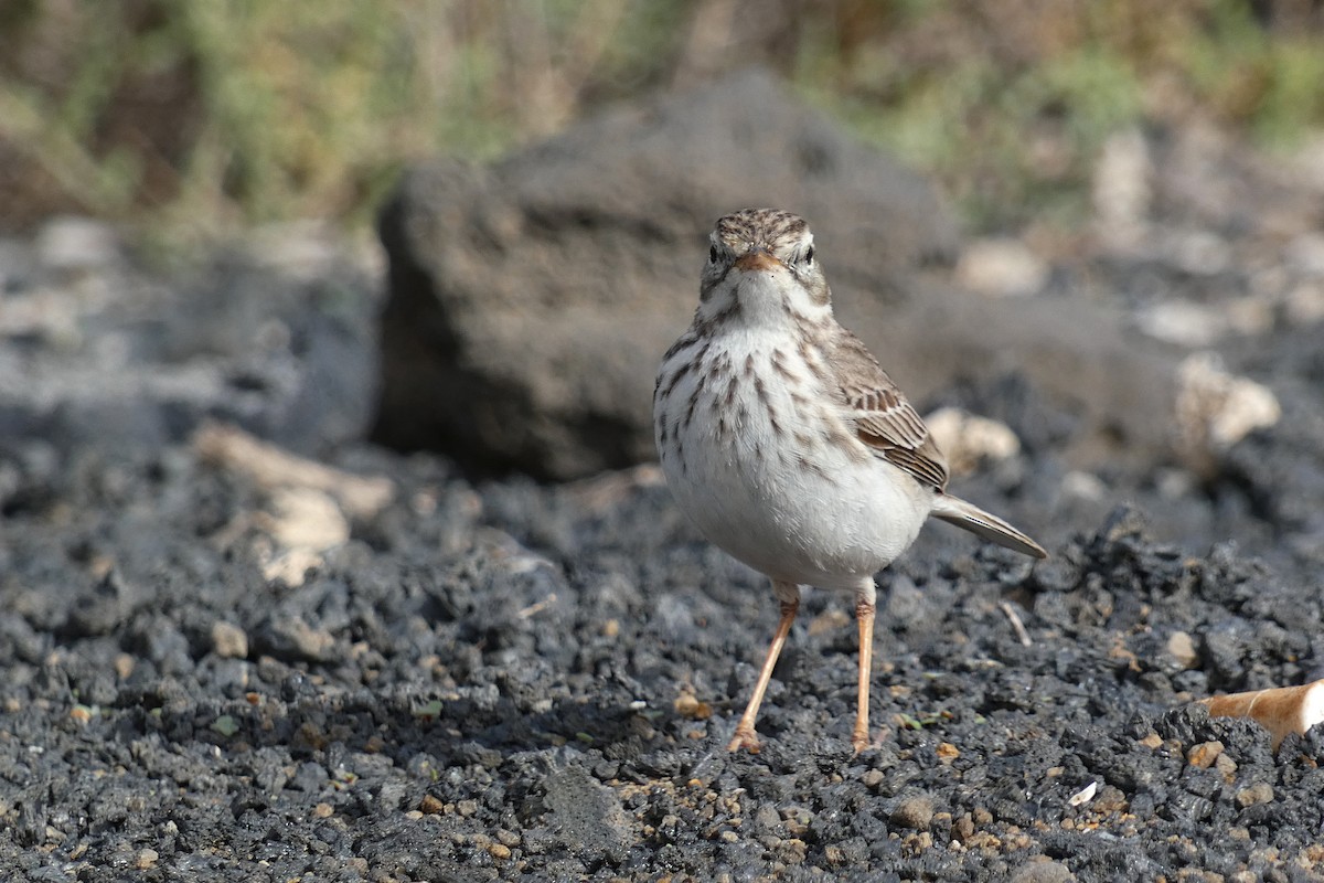 Berthelot's Pipit - ML634101344