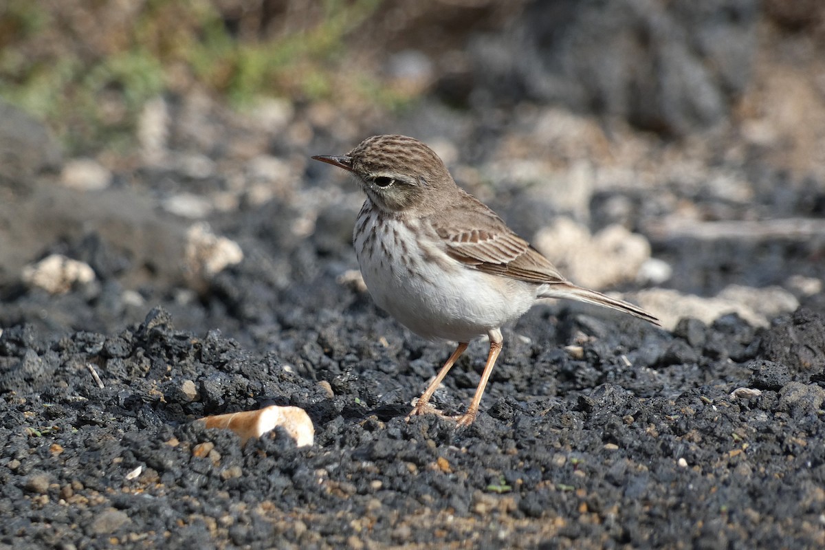 Berthelot's Pipit - ML634101345