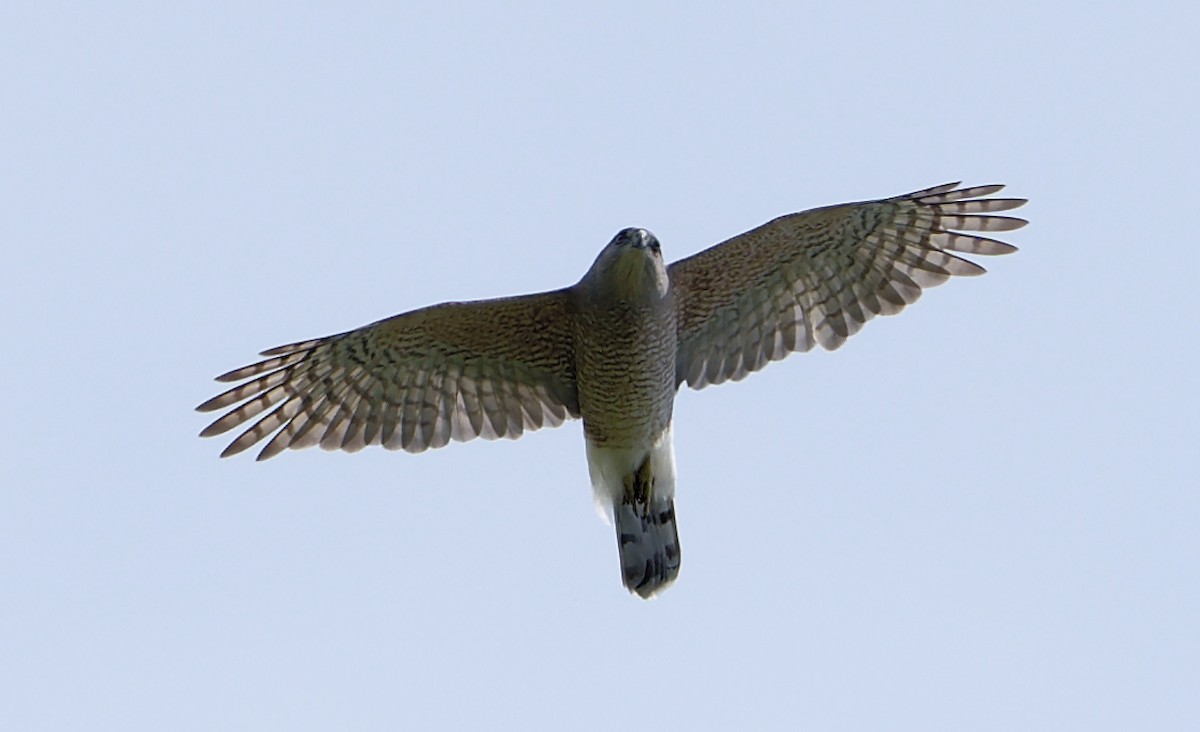 Cooper's Hawk - ML634101391