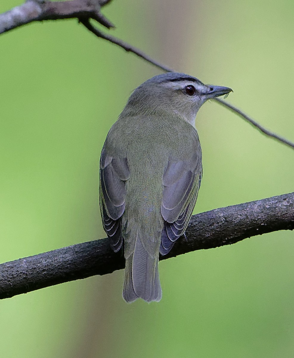 Red-eyed Vireo - ML634101410