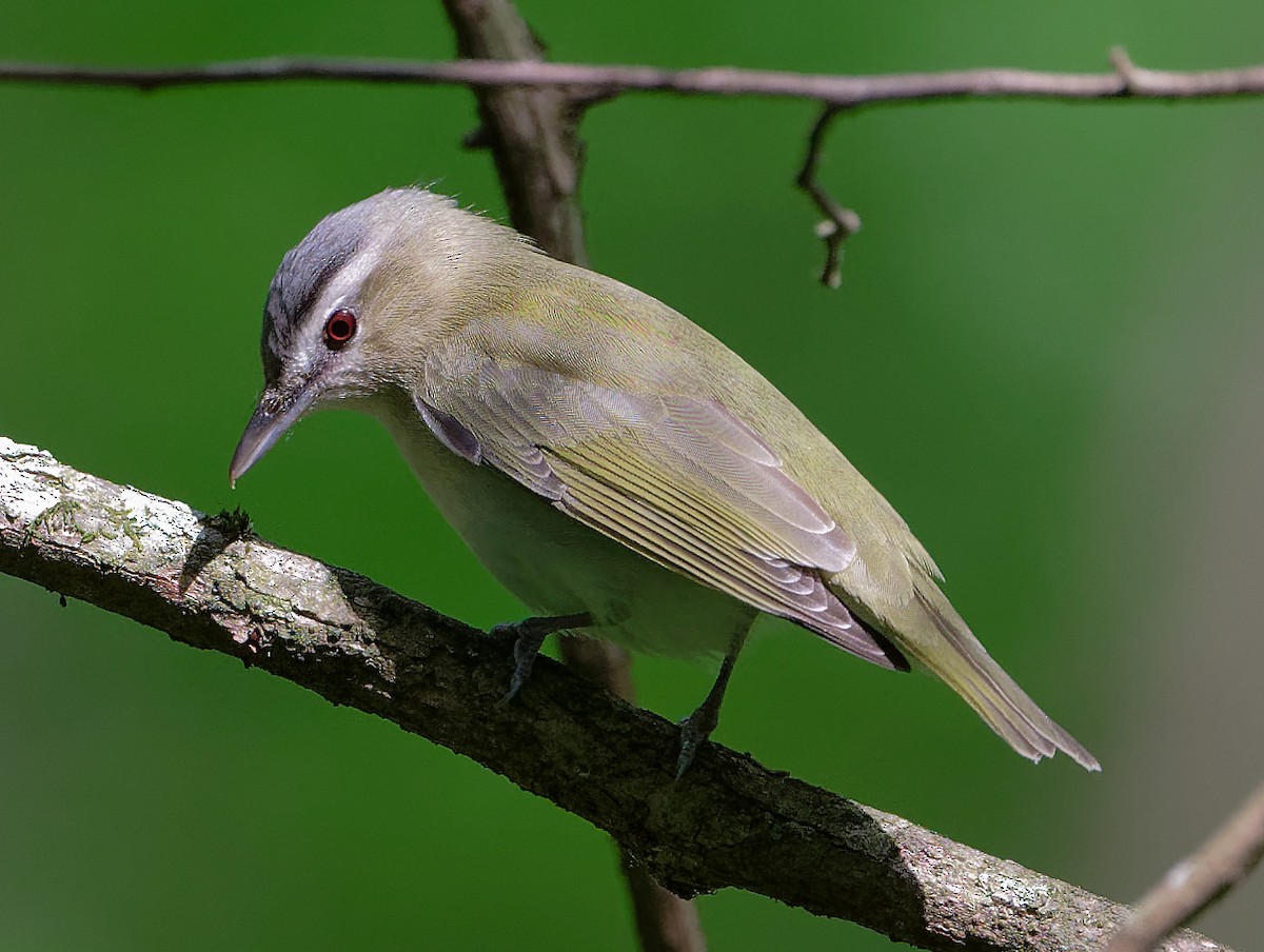 Red-eyed Vireo - ML634101411