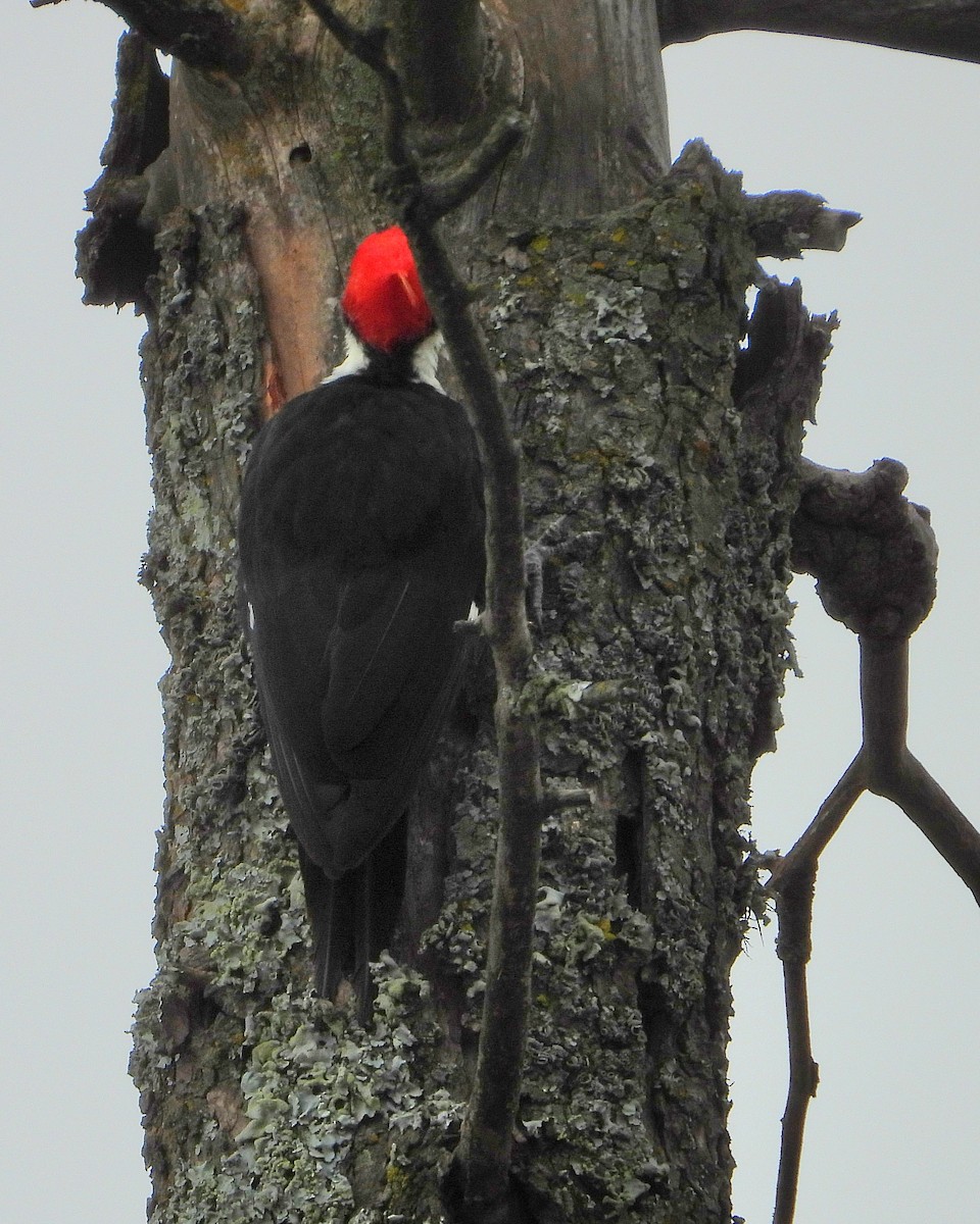 Black-bodied Woodpecker - ML634101418