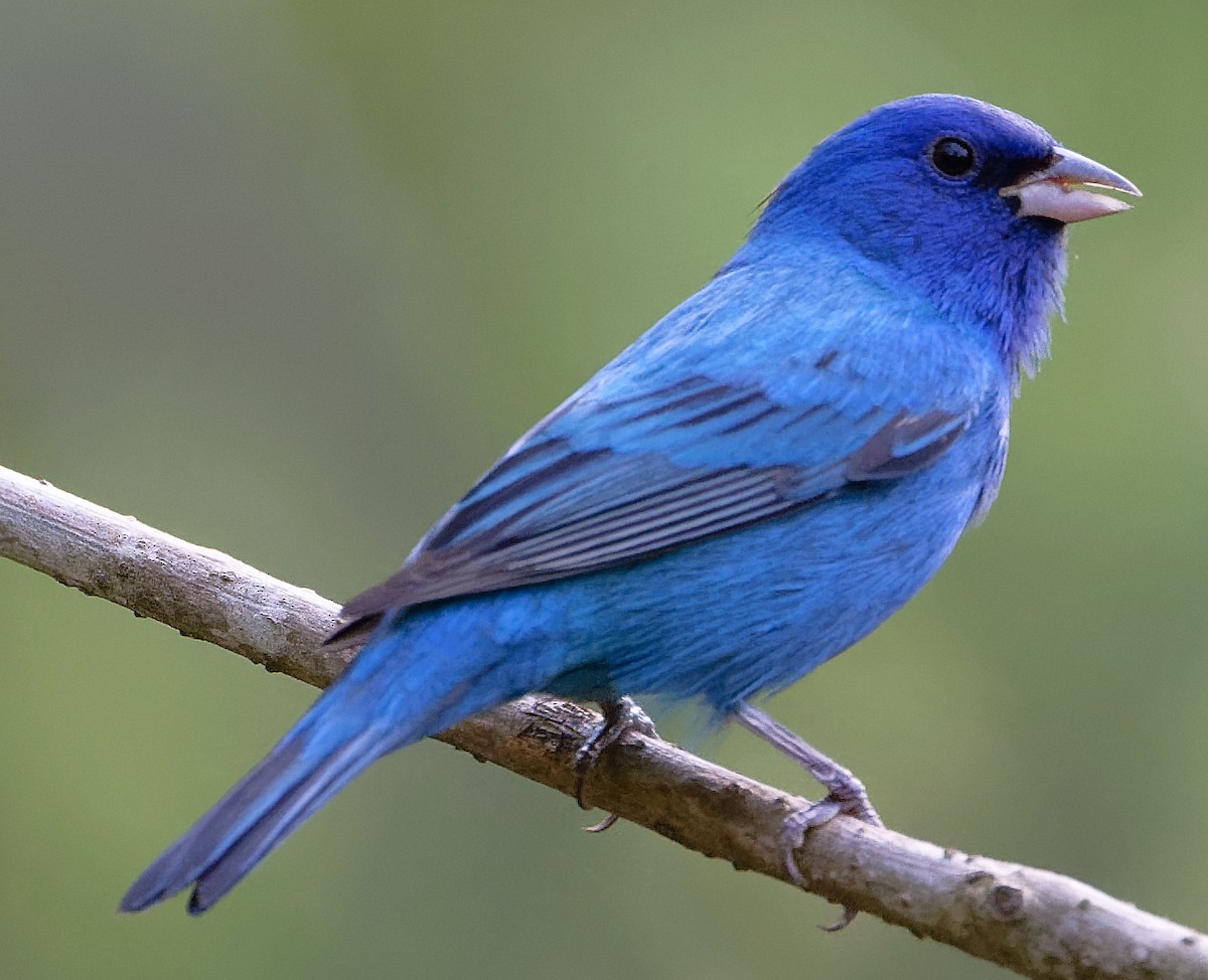 Indigo Bunting - ML634101440