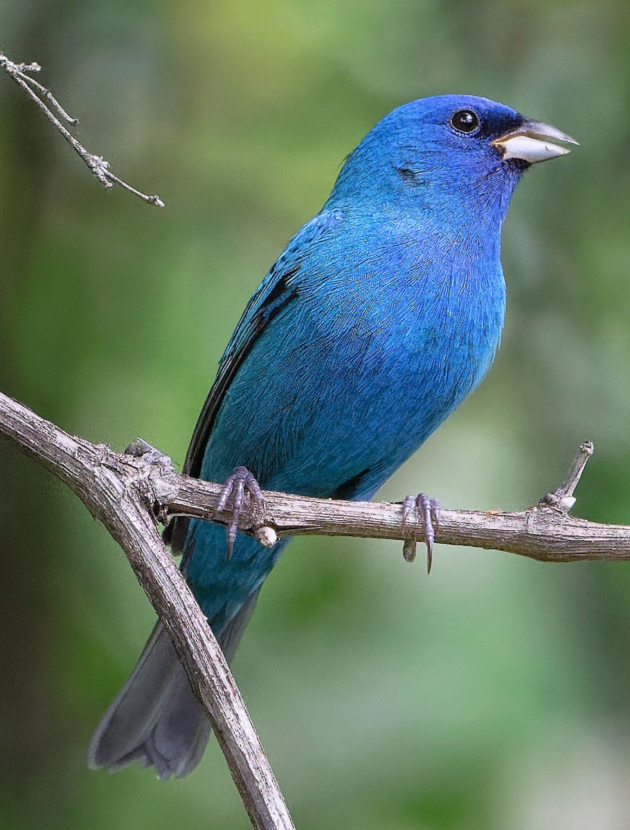 Indigo Bunting - ML634101441
