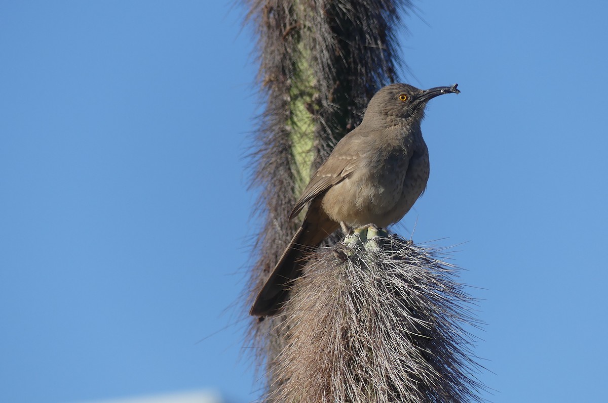 Curve-billed Thrasher - ML634101492
