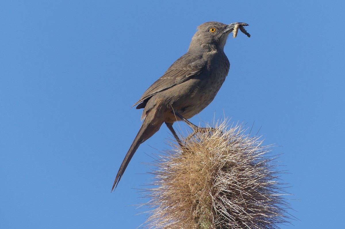 Curve-billed Thrasher - ML634101493