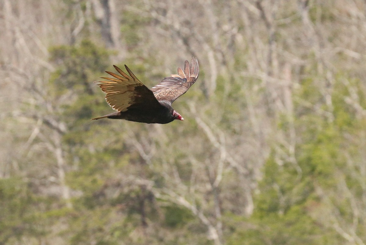 Turkey Vulture - ML634101507