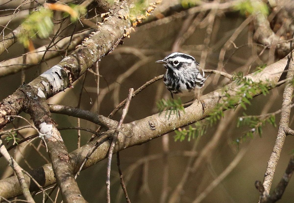 Black-and-white Warbler - ML634101524