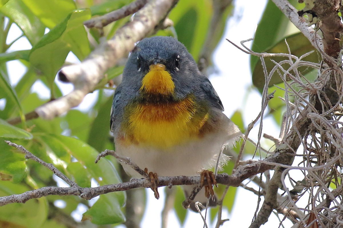 Northern Parula - ML634101615