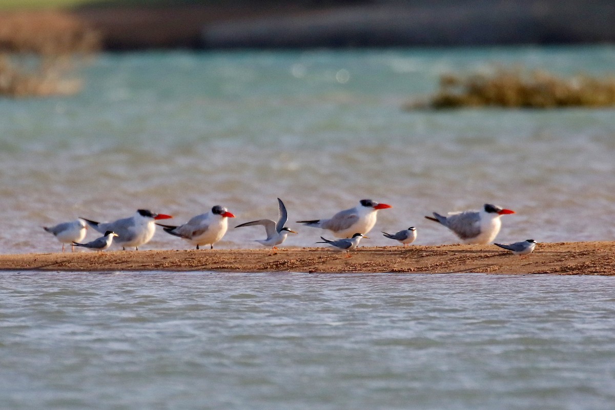 Little Tern - ML634101616