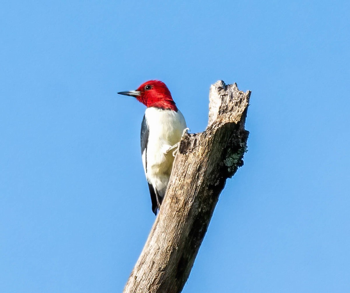 Red-headed Woodpecker - ML634101639