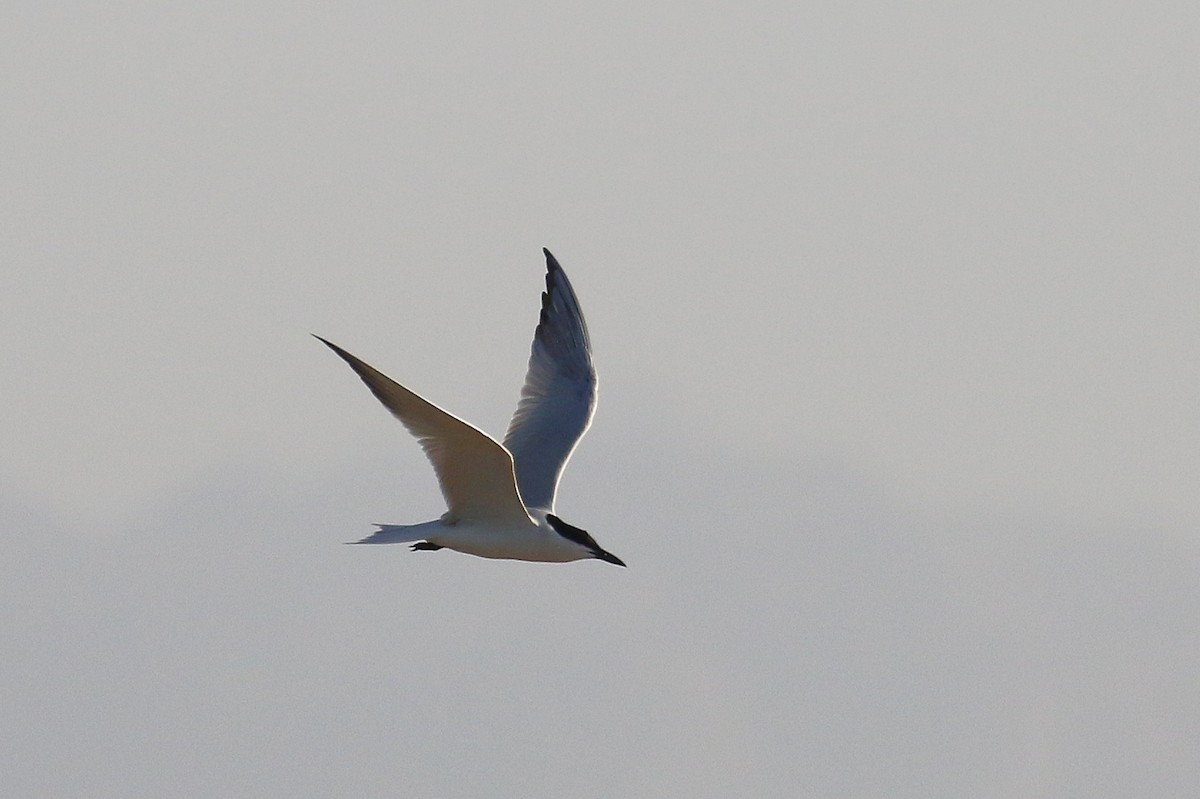 Gull-billed Tern - ML634101646