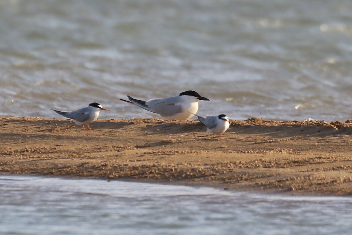 Gull-billed Tern - ML634101647