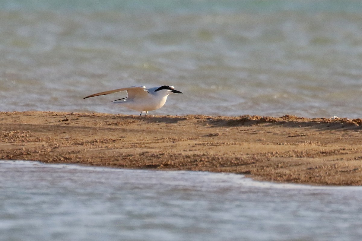 Gull-billed Tern - ML634101648