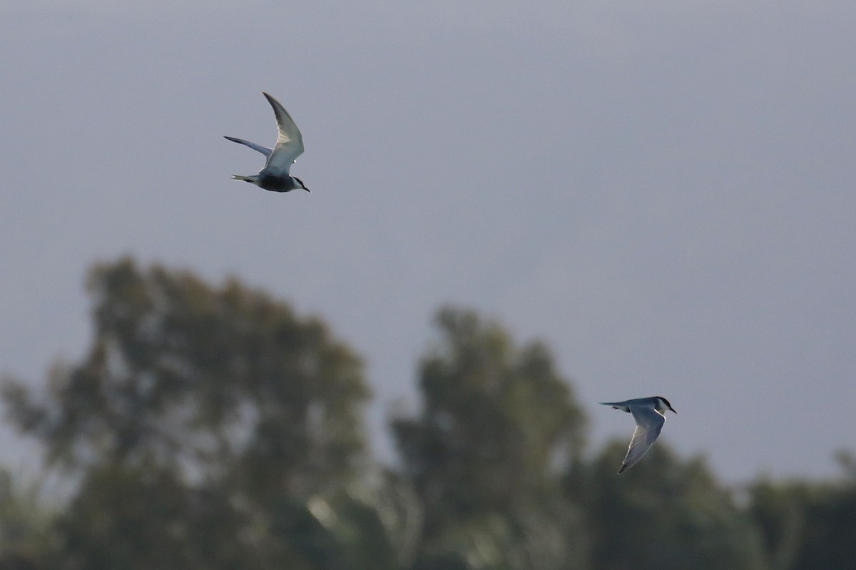Whiskered Tern - ML634101675