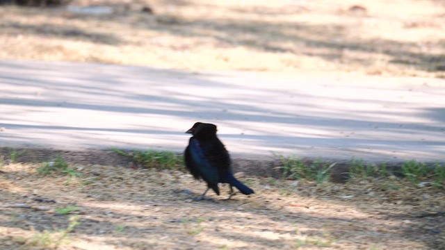 Bronzed Cowbird - ML634101737